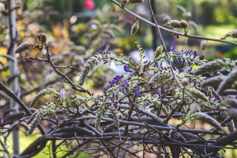  Wisterias about to bloom 